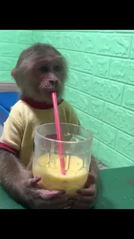 #Monkey #monkeybay #socute 