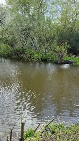 Результат роботи скімера на ставку 💧 Показую, як він збирає весь мусор з гладі води та робить воду чистішою 👀 Різниця до і після реально помітна #shorts #ставок #скіммер #очисткаводи #природа      