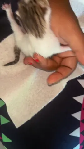 My little kitty 😘😘😘😘#kitty #haitiantiktok #viralvideo #littlebaby #kittylover @🥰🥰Dudjie@❤️❤️ @Ti-Co🥰💯 