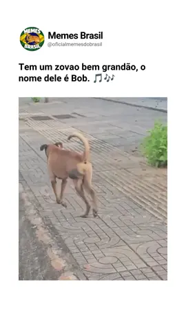Tem um zovao bem grandão o nome dele é bob #bob #cachorro #meme 