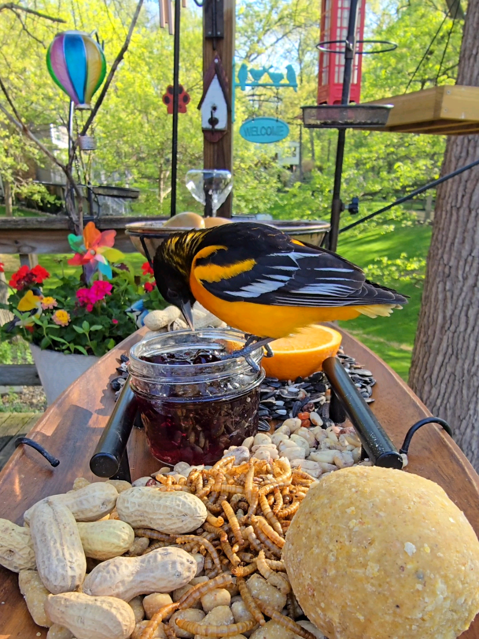 They're baaaack (the orioles AND Ellie!) #birds #birdfeeder #baltimoreorioles #birdwatching #nature birdfeeding, birdbath, wildbirds, wildlife, garden, peaceful, relaxing, asmr, mentalhealth, chirpcuterie, charcuterie, cat videos, foryourcat, fyp, trending