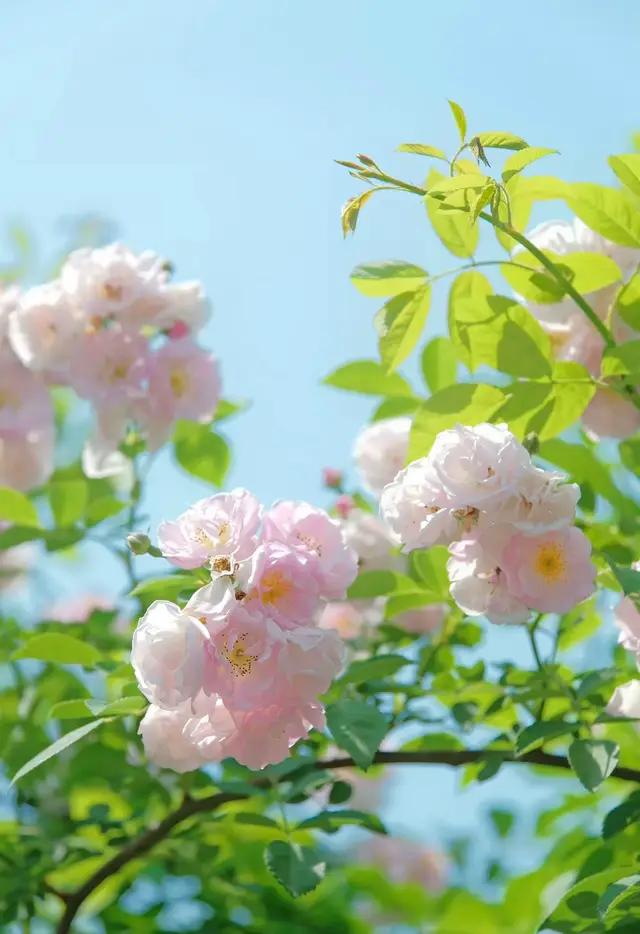 Đầu tuần nhiều năng lượng nhé cả nhà 🌥️✨ #xuhuong #chill #fyp #thugian #flowers 
