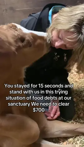 You stayed for 15 seconds and stand with us in this trying situation of food debts at our sanctuary We need to clear $700 #horsesoftiktok #RescueHorse #AnimalRescue #HorseRescue 