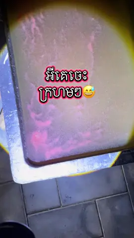 #ចៃទឹកក្រហម #daphia 