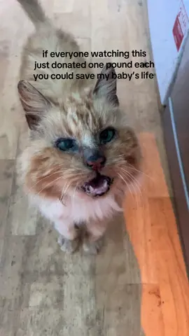 my sweet girl Ginger desperately needs life saving surgery, donate today, and YOU can help save her life. Thank u sm for all your support already remember every like, comment, share means sm. the go fund me is in my bio ❤️#pleasegoviral #gofundme #ilovemycat 