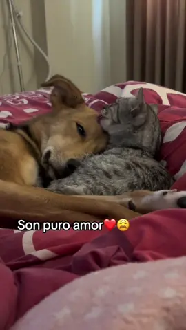 No tienen maldad en sus corazones 🐶🥺🐈#dog #animals #cats 