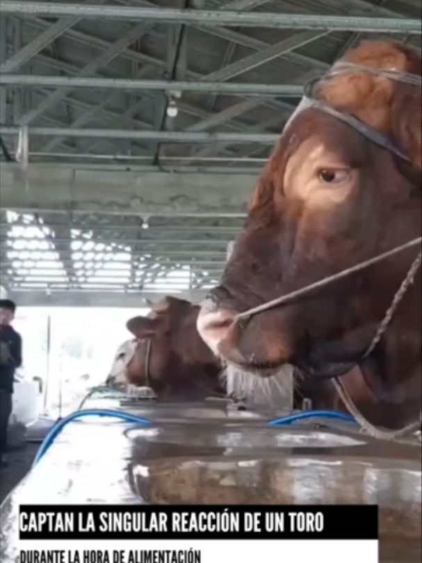 CAPTAN LA SINGULAR REACCIÓN DE UN TORO DURANTE LA HORA DE ALIMENTACIÓN 🌾🚜 Un video que circula en plataformas digitales ha generado gran interés al mostrar la peculiar conducta de un toro que, al notar que todavía no le suministraban su ración de alimento, manifestó su impaciencia de una forma muy expresiva. En las imágenes se observa cómo el ejemplar observa fijamente a los encargados del corral, emitiendo sonidos y realizando movimientos corporales que denotan una clara expectativa por su turno. Esta interacción pone de relieve la inteligencia emocional y la capacidad de anticipación que poseen estos animales, los cuales suelen establecer rutinas muy marcadas dentro de las unidades de producción pecuaria. Especialistas en comportamiento bovino señalan que estos animales son altamente sensibles a los horarios y a las señales visuales o auditivas que preceden a la alimentación, como el sonido de maquinaria o la presencia de personal. La reacción del ejemplar, lejos de ser agresiva, refleja el estrecho vínculo y la comunicación no verbal que existe entre el ganado y sus cuidadores. El contenido se ha posicionado como una muestra de la vida cotidiana en el campo, recordándonos que cada ser vivo posee una personalidad única y necesidades que comunican de manera directa a su entorno. #MundoAnimal #Campo #Ganadería #ComportamientoAnimal #Toro #VidaRural #Curiosidades #noticiasMILED