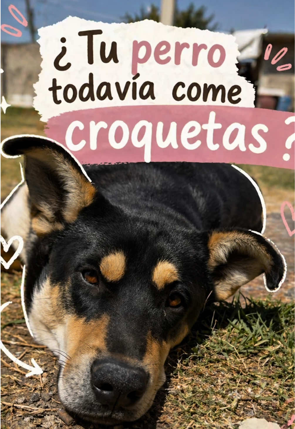 ¿Tu perro todavía come croquetas ? 🐶🐾💕#parati #foryou #mascotas #dog #perros @Kuintli para perros y gatos 