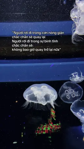 Đi ngắm sứa ở tour khám phá thuỷ cung Phú Quốc nhen #GreenCreator #dulich #83xz4gl #tuhaovietnam 