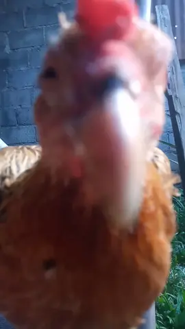 #ayam #chicken 