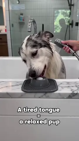 A relaxed pup #dog #pet #bowl #slowfeeder #tiktokshop 