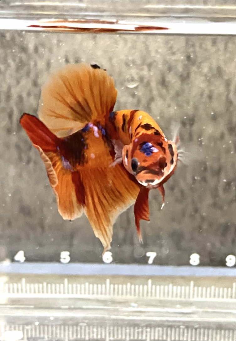 RedNemoXY eyy #betta #bettafish #fypシ゚viral🖤tiktok #fypシ 