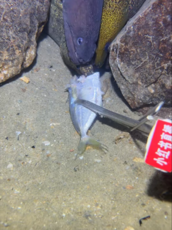 #eel #fishing #diving #crab #lobster #beach #deepsea #catchthesea #nature #sea #asmr #eels