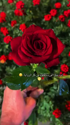 #ورد_طبيعي  #ورده_حمره🌹  #لايك_فضلاً_وليس_امراً_💙  #redroses 