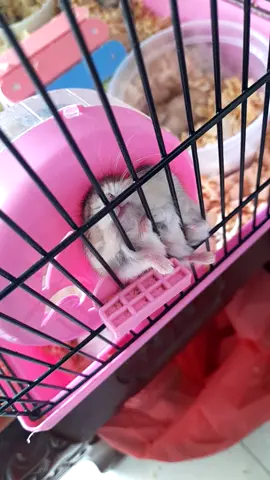 ngày 3| rồi biết ngheo rồi khổ quá con ơi 😭 #hamsterbear #vungliem #vinhlong #carypetshop 