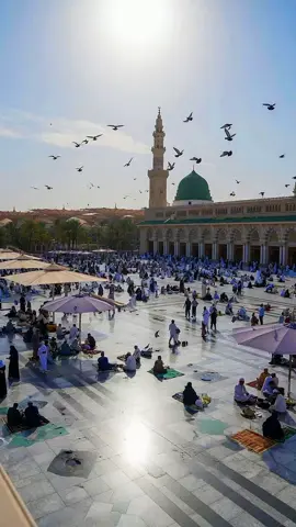 Madina Sharif Day View ❤️ | Sukoon Bhara Man#madina #madinasharif #islamicvideo #naat #morningvibes 