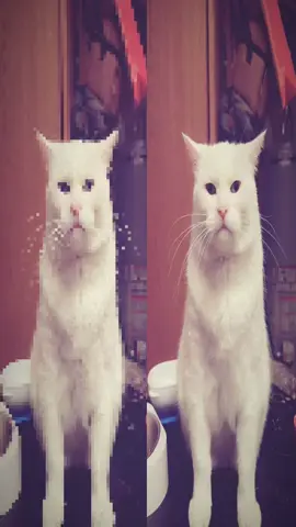 Kiki dropped her donut😂😂😂#foryou #fyppppppppppppppppppppppp #viral #catsoftiktok #funny