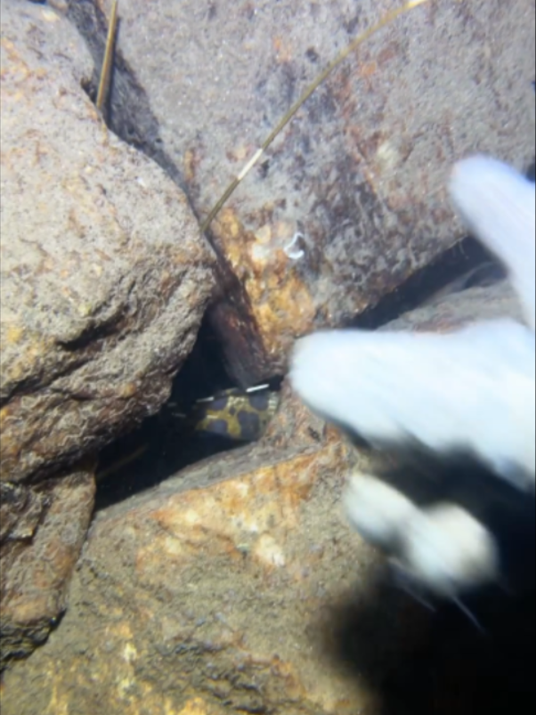 #fishing #diving #eel #crab #lobster #beach #deepsea #catchthesea #nature #sea #asmr #eels
