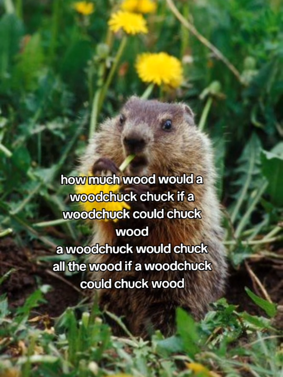 Woodchuck 😛#woodchucksong #woodchuck #unserious #fyp #groundhog 