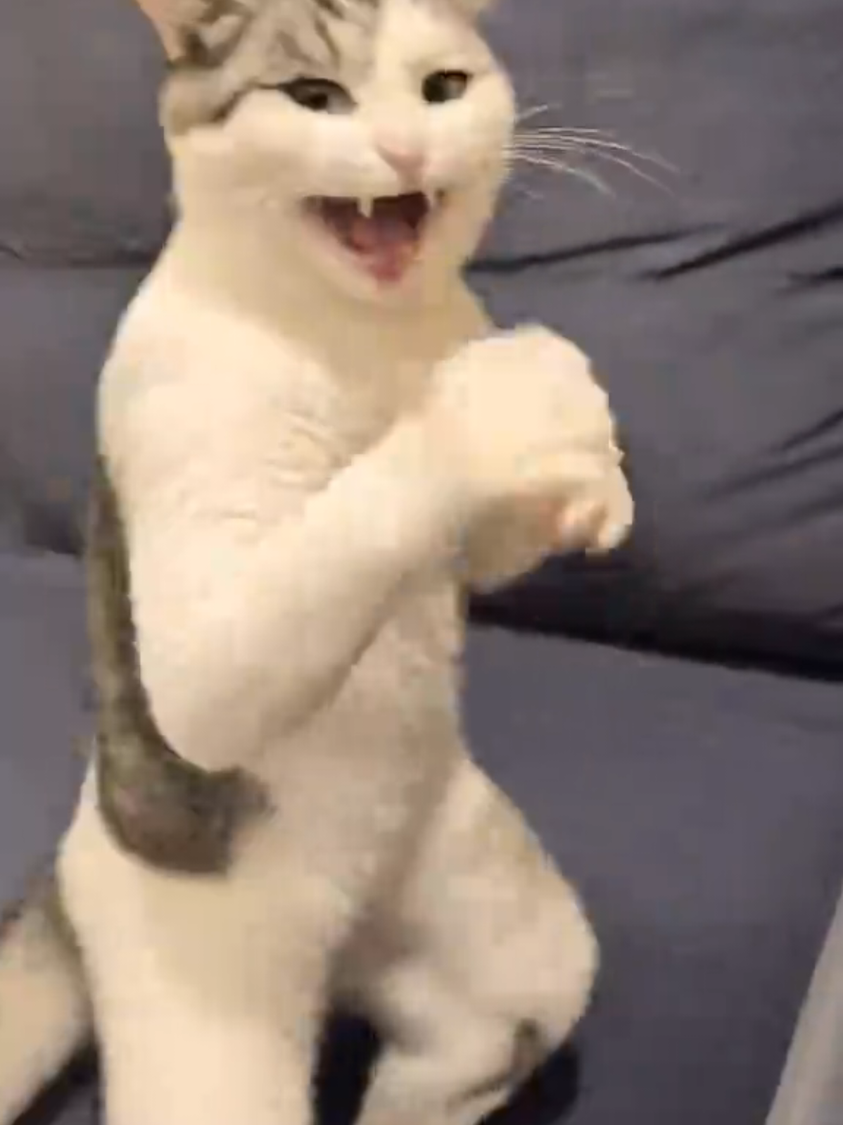 can you handle this cat fight #fypシ #fyppppppppppppppppppppppp #animals #funnyvideo #meme 