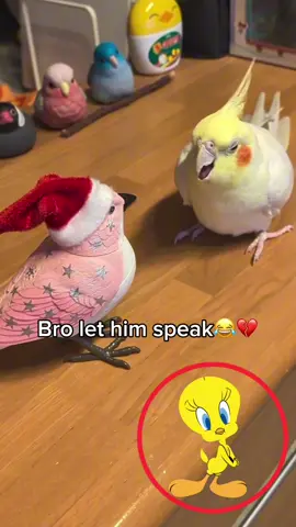 Let him speak #bird #klipkiller #fyp #viral #foryoupage 