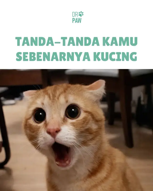 Ternyata… kita lebih “kucing” dari yang kita kira 😭🐾 Capek dikit pengen rebahan, mood-an, sampe gampang lapar… relate gak? 😆 👉 Kamu paling mirip di poin mana? komen dong #relatebanget #kucinglucu #anabulindonesia #petloversindonesia #faktakucing
