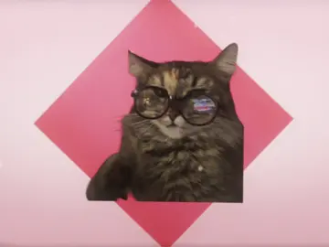 this template is so funny , idk why her ear is the only thing in the first clip 😭 #CapCut #cats #edit #catsoftiktok 