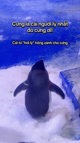Cưng là người lỳ nhất đó cưng ơi!. #GreenCreator #dulich #vinwondersphuquoc #tuhaovietnam #TourKhamphathuycungPhuQuoc  Đến Tour khám phá thủy cung Phú Quốc dịp Lễ cùng tớ nhé!.