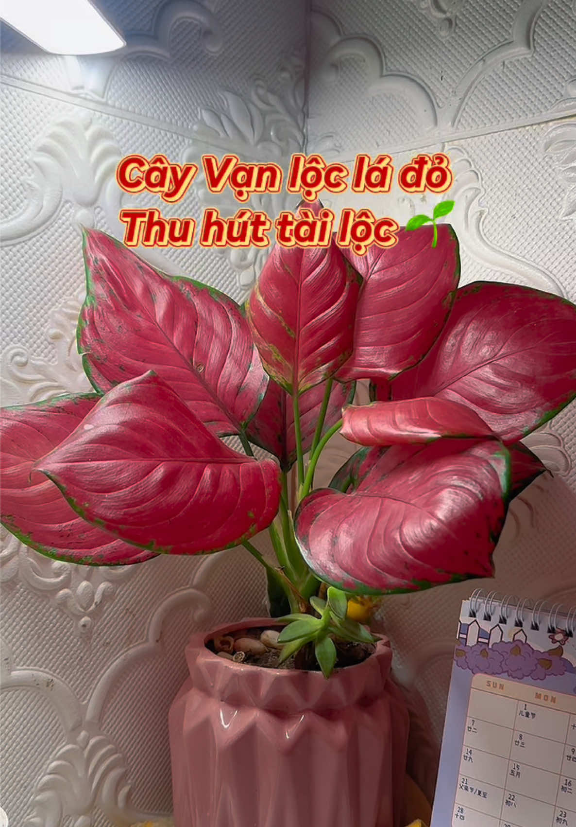 Cây vạn lộc đỏ ( hồng lộc)  phong thủy để bàn #caycanh #caycanhphongthuy #vanloclado #caycanhdep #caycanhdeban 