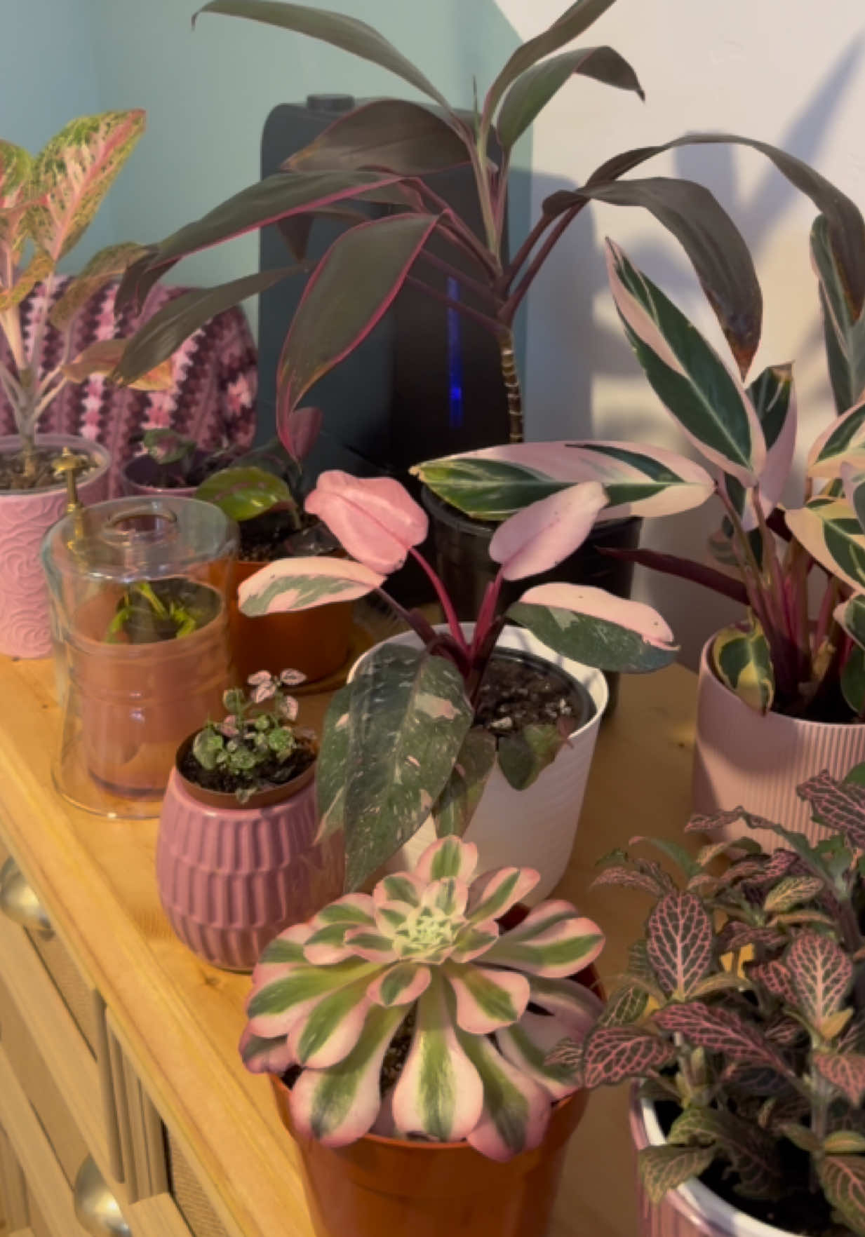🌺 🪴 I literally cannot get enough pink plants #pinkplants #houseplants #pinkplant #indoorplant 