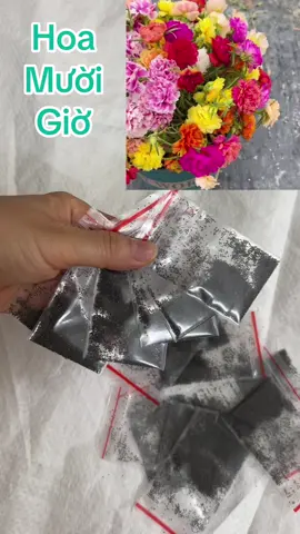 Hoa mười giờ kép