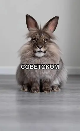 Черемша 