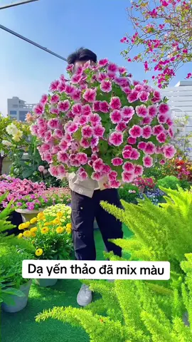 Hoa dạ yến thảo, hạt giống hoa dạ yến thảo #tronghoa #dayenthao 