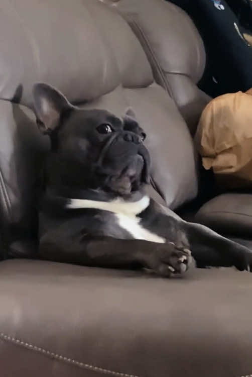 Does anyone elses’ frenchie do this?