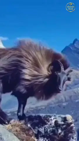 ทาร์หิมาลัย (Himalayan Tahr) Himalayan Tahr สัตว์ป่าที่ถูกขนานนามว่าเป็นหนึ่งใน “นักปีนเขาระดับเทพ