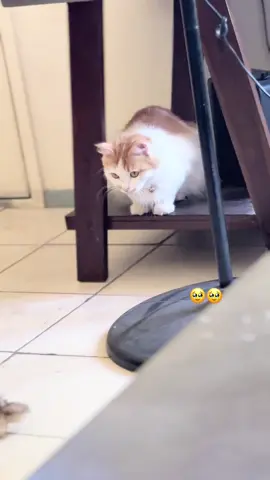 #catsoftiktok #cattoy #cat #catslovers #trends 