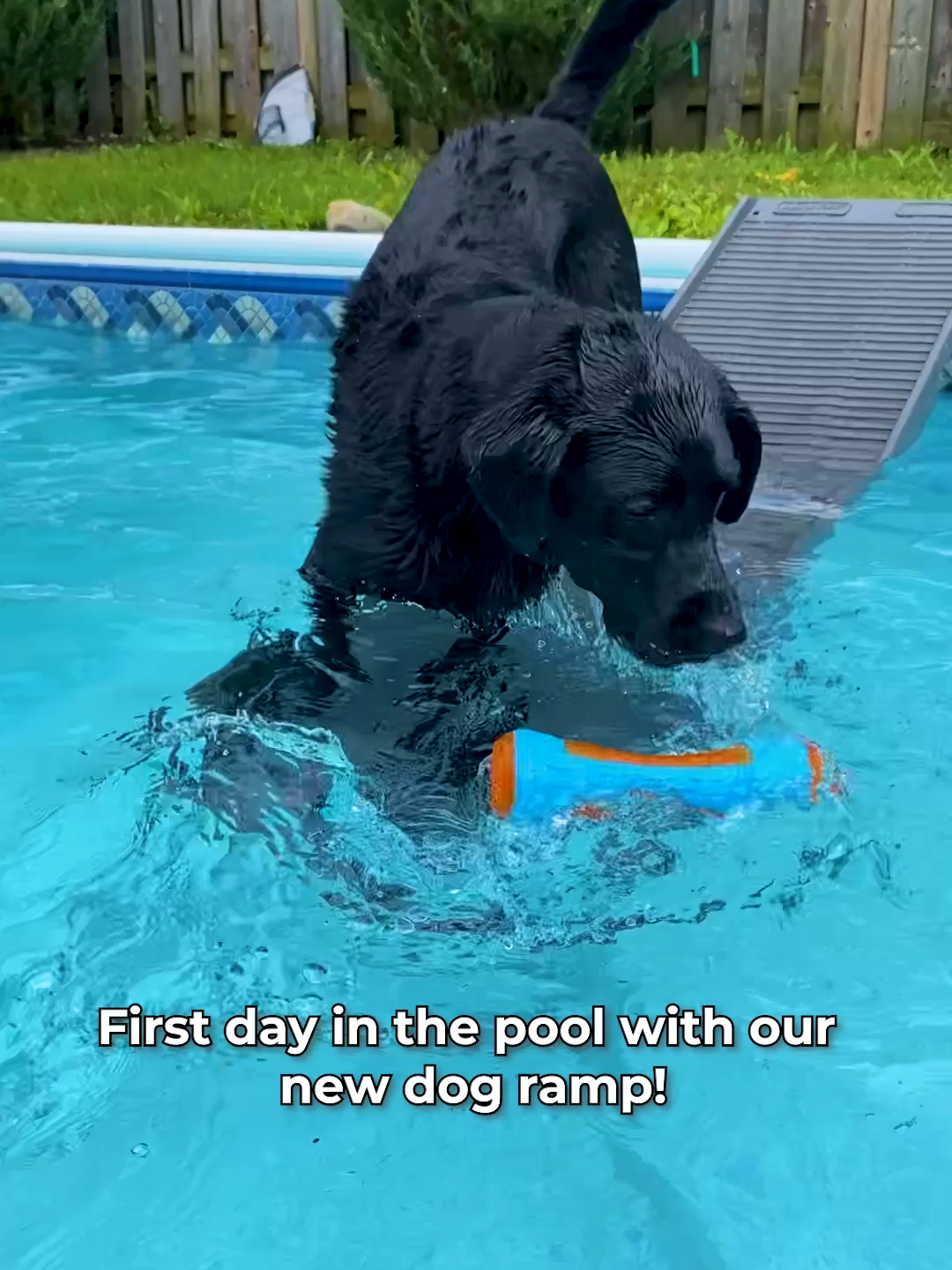 The PetStep Pool Ramp 🐶 makes it super safe and easy for dogs of all sizes to enjoy the pool! Link in bio to get yours! 🐾 #dogswimming #doggo #dogsoftiktok#dogpool#doglover#dogmom#dogtok#funnydog#dogmeme