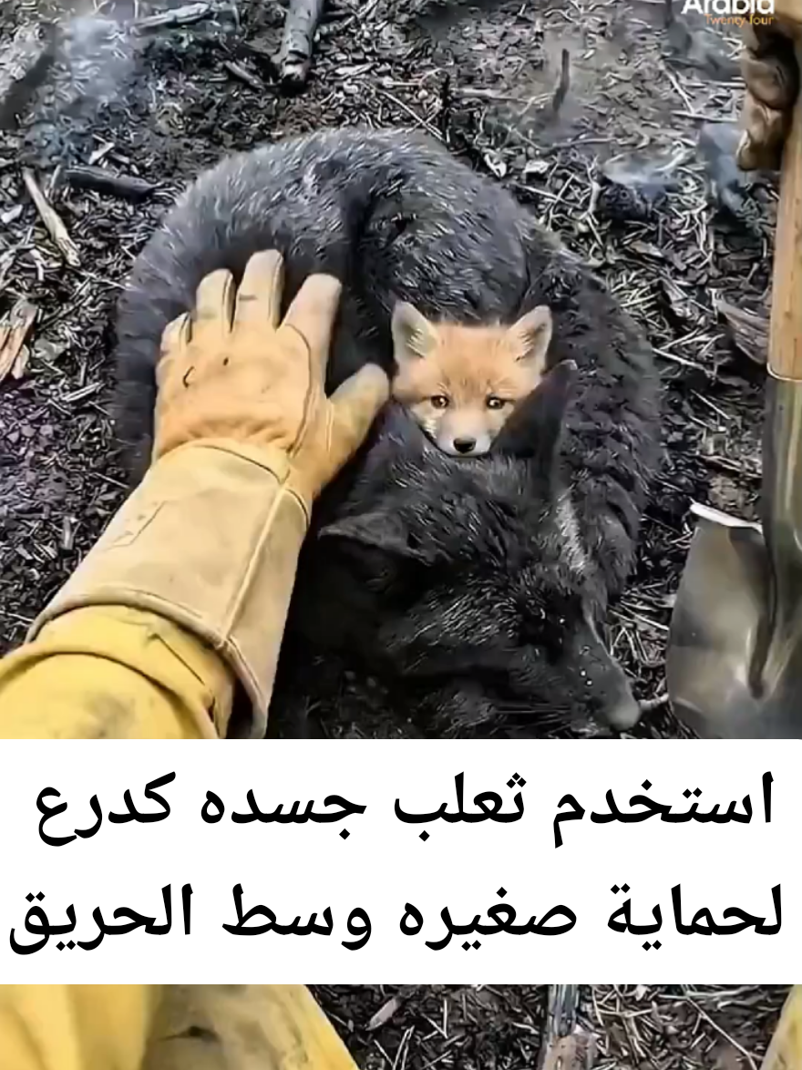 استخدم ثعلب جسده كدرع لحماية صغيره وسط حريق مهول… ورغم خطورة الوضع، تمكنت فرق الإنقاذ من إنعاشه عبر تدليك قلبي لإعادته إلى الحياة. مشهد مؤثر يجسد أسمى معاني التضحية والحب في عالم الحيوانات ❤️ إلى أي حد يمكن أن يصل حب الأم أو الأب في الطبيعة برأيك؟ #حيوانات #الطبيعة #إنقاذ #حريق #تضحية 