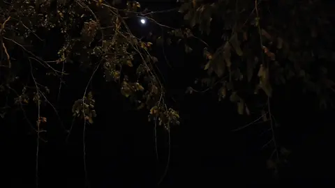 مالقتشي جرحي بيوجعك ولا قلبي عز عليك وعايزني ثاني أصدقك وأسيب حياتك تسرقك #اليسا #تصويري #📷📷 #foryou #explore @elissaofficial 