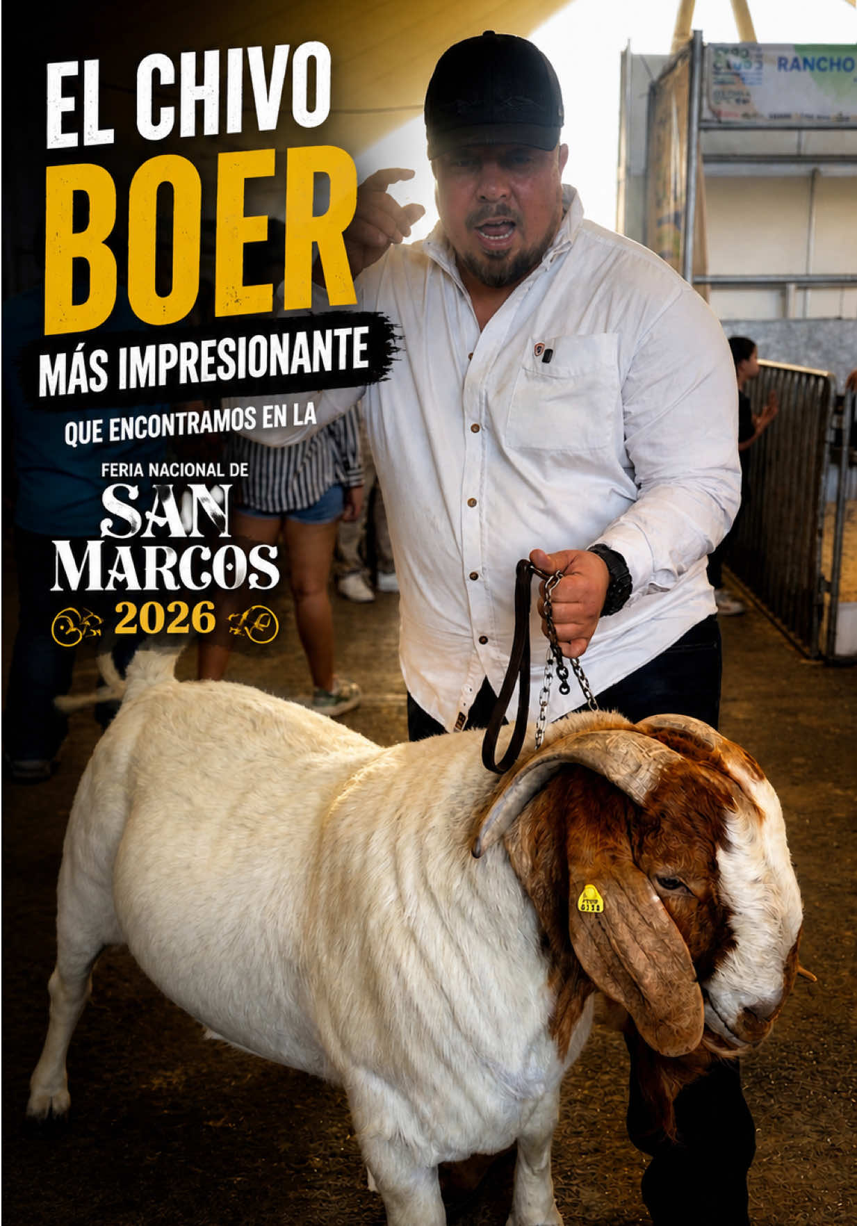 El chivo Boer más impresionante que encontramos en la Feria Nacional de San Marcos 2026. Un animal diseñado para producir carne, con crecimiento rápido, excelente musculatura y una adaptación que le permite rendir incluso en condiciones de calor y campo exigente. Esto no es solo tamaño… es genética y rendimiento. #Boer #caprinocultura #semental #ganaderia #chivo