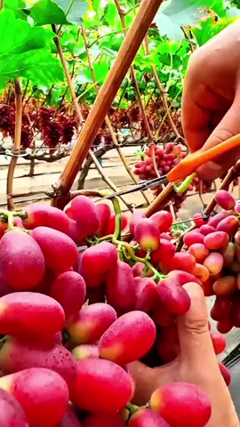 পরীর গল্প 😂😂#ভিডিওটি_শেষ_পর্যন্ত_দেখো #ফানি_ভিডিও #সবাই_একটু_সাপোর্ট_করবে_প্লিজ #নতুন_আইডি_প্লিজ_সবাই_ফলো_করো #vrilvideo100k🔥💯 