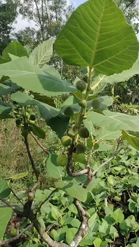 cây giống sung mỹ Iraqui 50cá 1 em, #caycanh #cayanqua #caygiong #sung #sungmy 