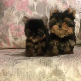 Hermosos Yorkshire mini buscan familia #yorkshire #chile #Love #enadopción #toy 