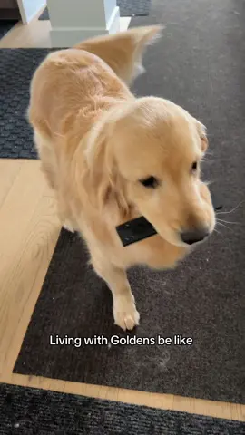 I only went out for two minutes 😂 #goldens 