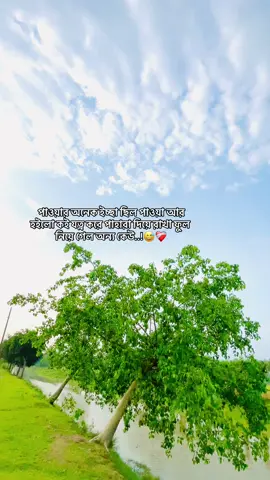 যত্ন করে পাহারা দিয়ে রাখা ফুল নিয়ে গেল অন্য কেউ..!😅❤️‍🩹 #foryou #foryoupage #foryou #foryoupage #yyyyyyyyyyyyyyyyyyyyyyyyyyyyyy 