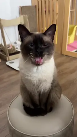 Esse é o siamês #gatos #gatosiames #curiosidades #pet 