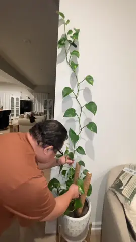 Twigs Garden Accessories Stackable Plant Support Stakes for Indoor & Outdoor Plants#plants #Support #foryourpages #fypシ゚viral #tiktokshop 