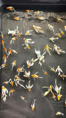 Ngựa tricolor veil đầu cam gen Việt nhà làm 😄😄😄@tuyen.henie #mollyfish #mollytricolor #mollyredhead #mollysanke #mollyzebraveiltail 