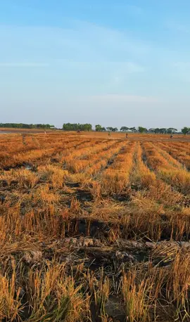Lâu lâu về quê đi chăn vịt một bữa🤣🤣🤣🌾#xuhuongtiktokk #66đồngtháp🌾🥰 #mientayquetoi #vietnamcampuchia🇻🇳🇰🇭 