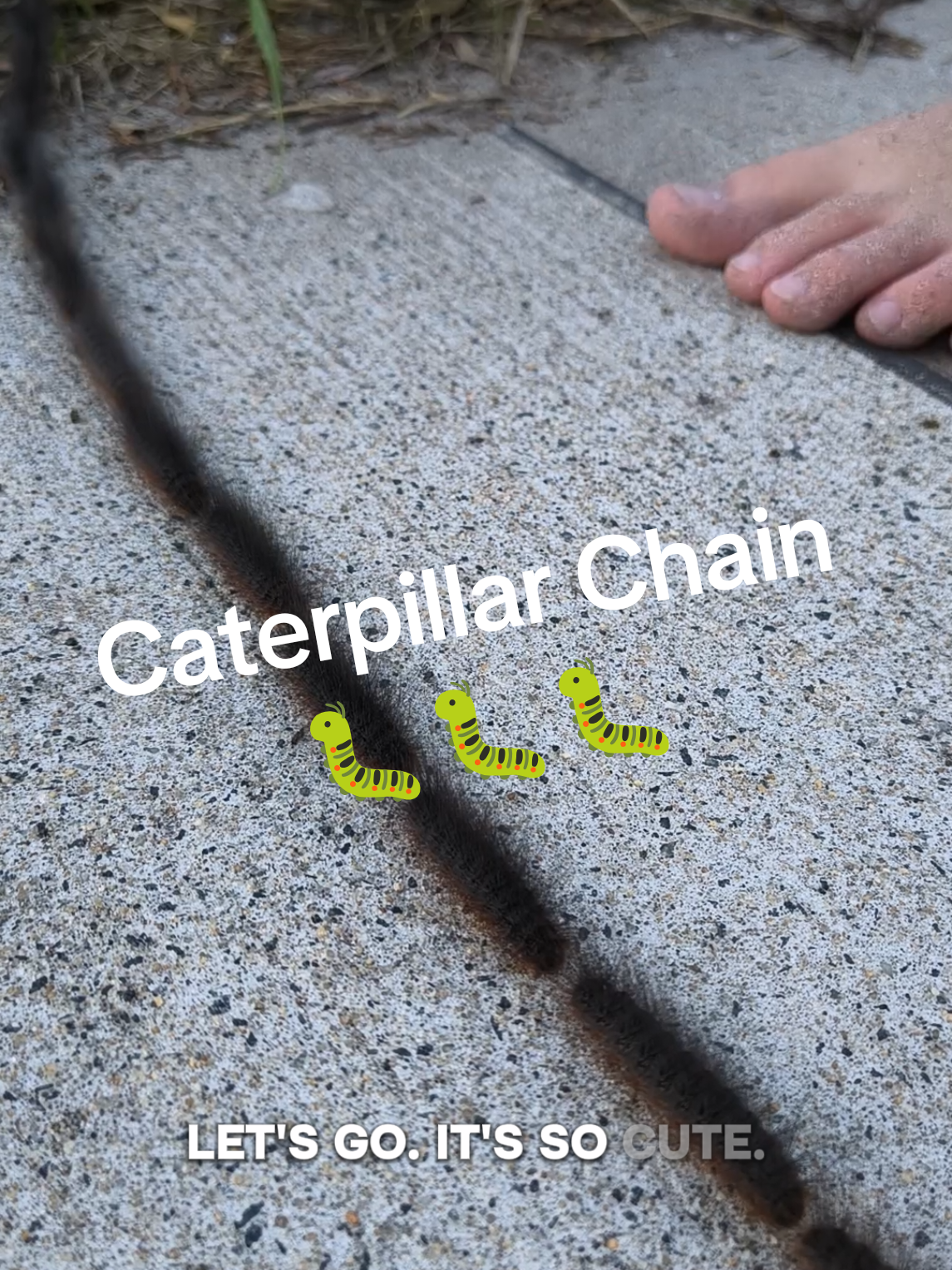 *we did not touch as you can see in the video!!!! Caterpillar army chain at the local beach today 🐛🐛🐛🐛 #caterpillararmy #perth #random #beachwalk 